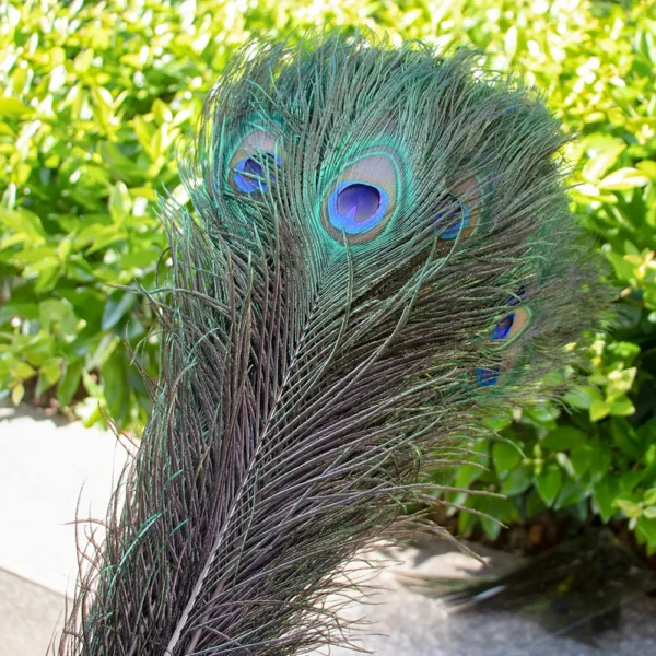 Natural Peacock Feathers 25-70cm for Crafts, Wedding Decorations, Home Décor, Fashion Accessories, and Party Decorations - Image 2