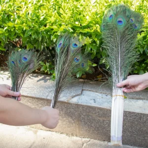 Natural Peacock Feathers 25-70cm for Crafts, Wedding Decorations, Home Décor, Fashion Accessories, and Party Decorations